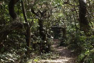 A walk through the woods