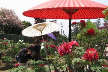 Taman Peony Jepang di Tsukuba