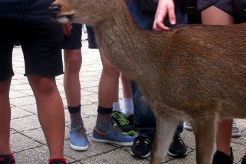 The friendly wildlife