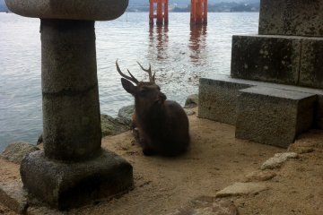 A combination of culture and wildlife