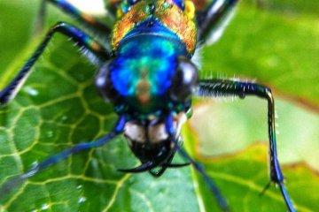A colourful beetle enjoying one of the shrubs in the temple grounds
