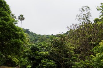 Les larges chemins du début