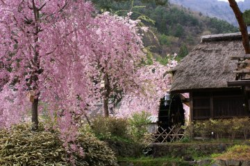 A weeping sakura next to the village water mill