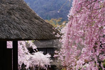 Cherry blossoms against a thatched roof
