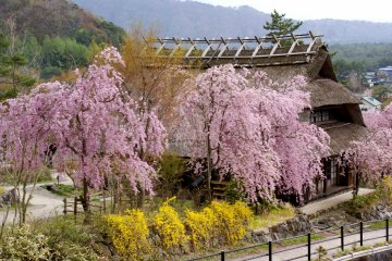 The village also boasts views of Mt Fuji on a clear day