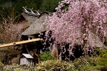 The weeping cherries bloom around mid-April