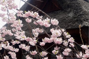 At least two dozen cherry trees line the village paths