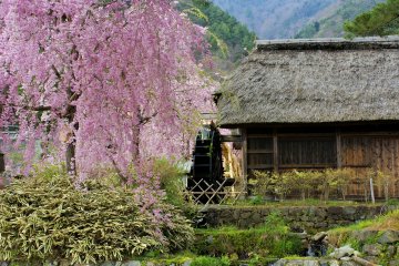 Sakura di Iyashi no Sato Nenba