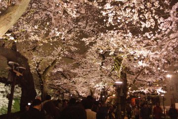 Lots of people checking out the beauty of Chidorigafuchi Moat