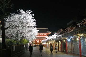 Senso-ji Temple also has beautiful Sakura lit up at night