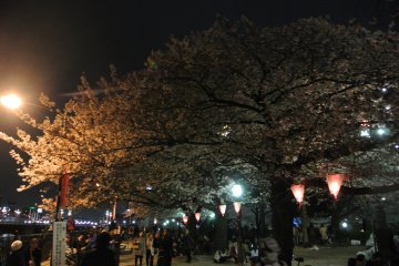 Lots of people enjoying night time hanami at Sumida Park