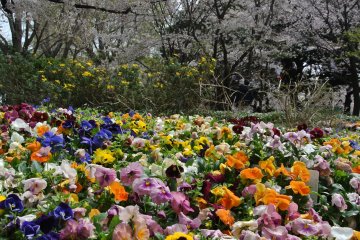 Sakura and Pansies