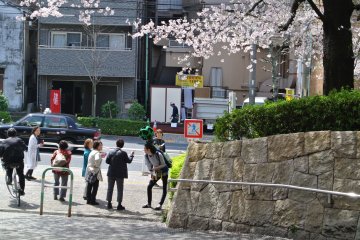 Google street view man enjoying the Sakura