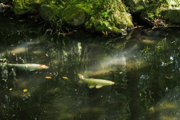 Koi-watching