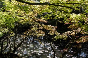 A sunny spring day at the gardens.