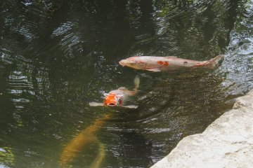 Koi-watching