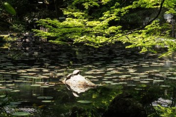 Spotted: (fake) turtles!