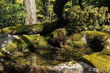 You might be lucky enough to catch some birds bathing here.