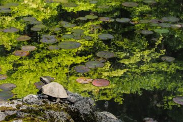 Turtles and lily pads.