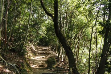 Patches of sunlight make their way through patches of bright green leaves.