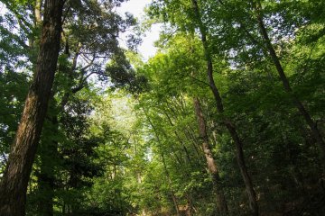 Luscious hues of green during spring at Daimonji-yama.