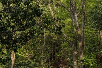 Luscious hues of green during spring at Daimonji-yama.