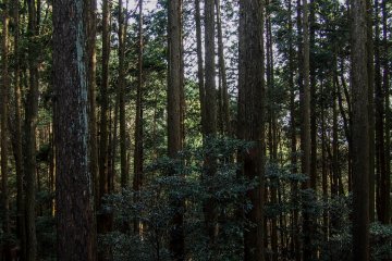 Dense forest during the climb.