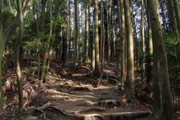 Patches of sunlight make their way through patches of bright green leaves.
