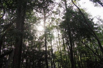 Patches of sunlight make their way through patches of bright green leaves.