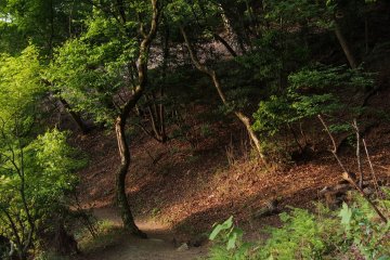 Patches of sunlight to contrast light on your path.