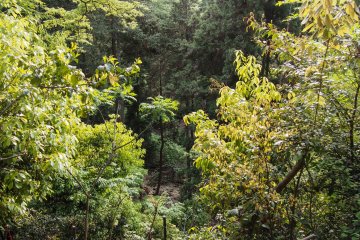 Dense hues of green.
