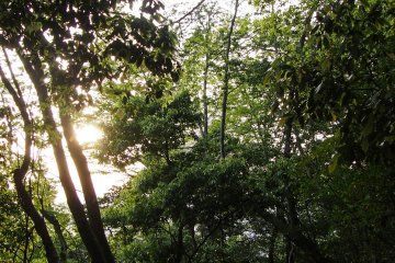 Sunset making its way through the trees.