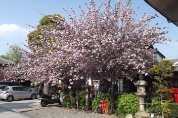 A mighty big cherry-blossom tree