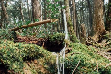 La Forêt d'Aokigahara