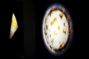 Christian Sardet's Plankton