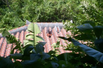 Les maisons sont souvent enveloppées de verdure