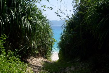 Un chemin vers la plage depuis le camping