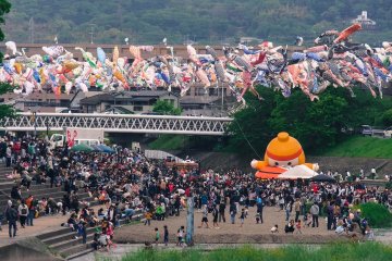 Over 1000 carp-streamers fill the sky!