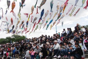 Carp-streamers fill the sky.
