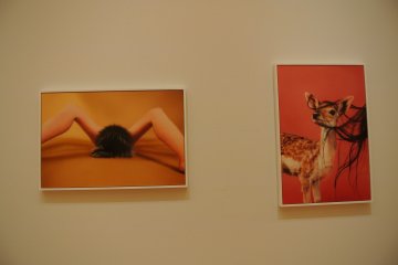 Interesting suggestive photographs