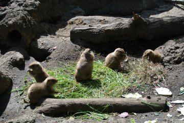 Le Zoo d'Ueno