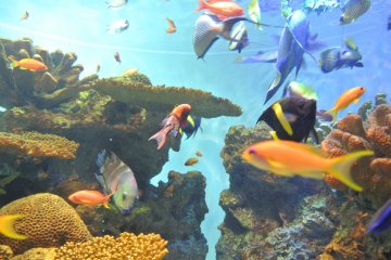 Le Tokyo Sea Life Park