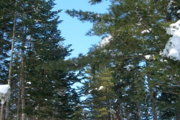 <p>Santa would feel at home here</p>