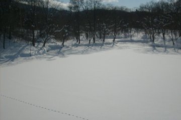<p>The local birdlife leaves tracks in the fresh snow</p>