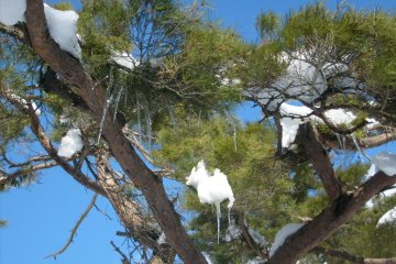 <p>I got dripped on more than once by water melting off icicles in the trees</p>