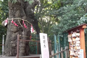 The 'Marital Tree'