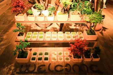 Plants for sale
