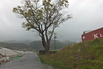 A strong tree that survived the 2011 tsunami