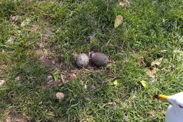 A seagull watching over her eggs on Kabushima