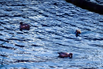 Some ducks enjoying the early morning peace